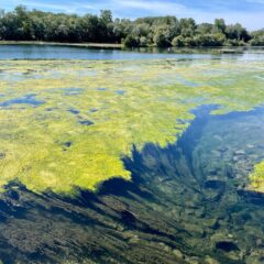 Rhinaissance: ökologische Rheinaufwertung zwischen Taubergießen und der Ile de Rhinau ist machbar