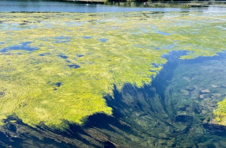 Rhinaissance: ökologische Rheinaufwertung zwischen Taubergießen und der Ile de Rhinau ist machbar