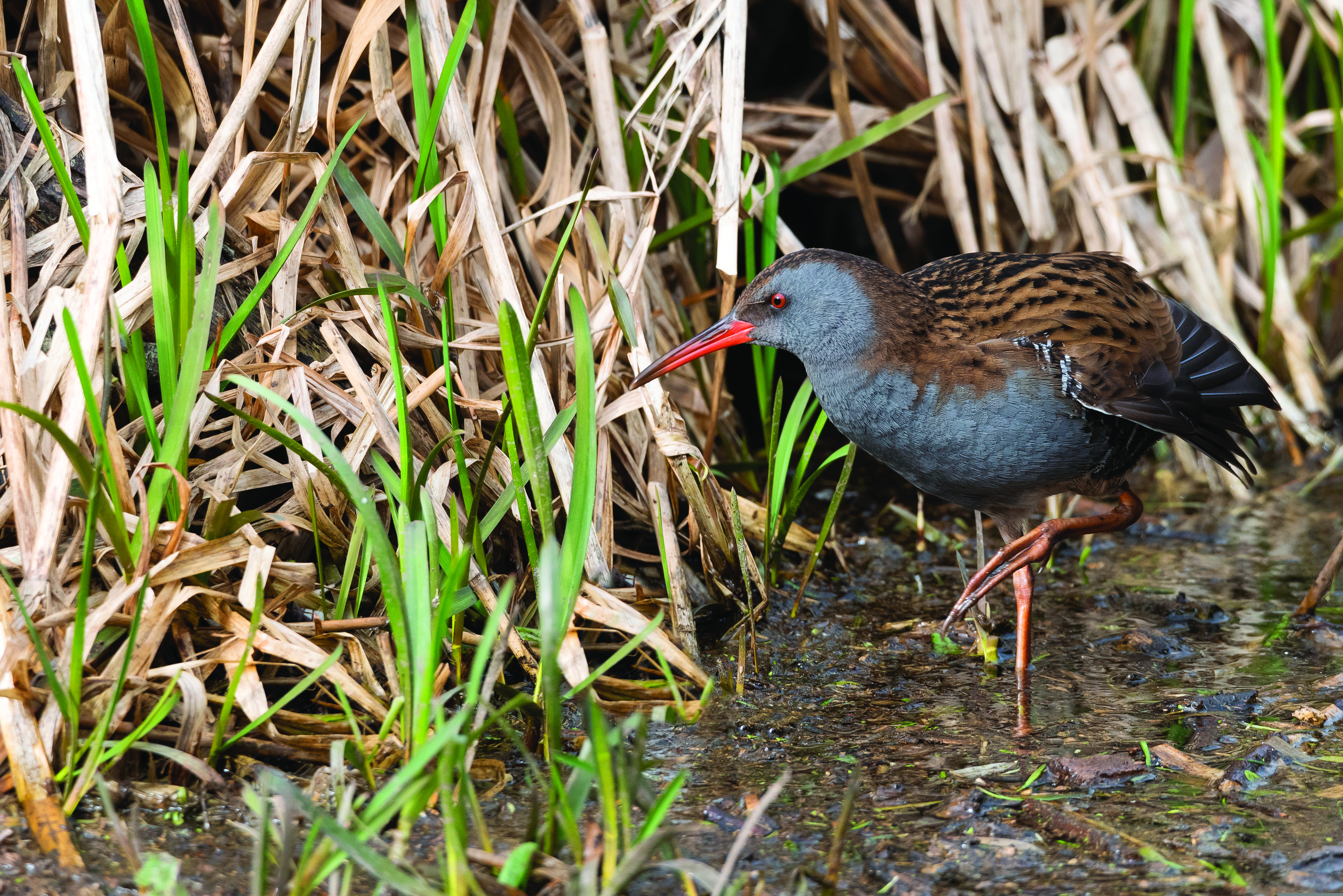 Schutz von sechs gefährdeten Tierarten im Ramsar-Gebiet Oberrhein