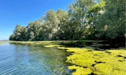 Ein neuer Meilenstein für die Renaturierung des Rheins um den Taubergiessen