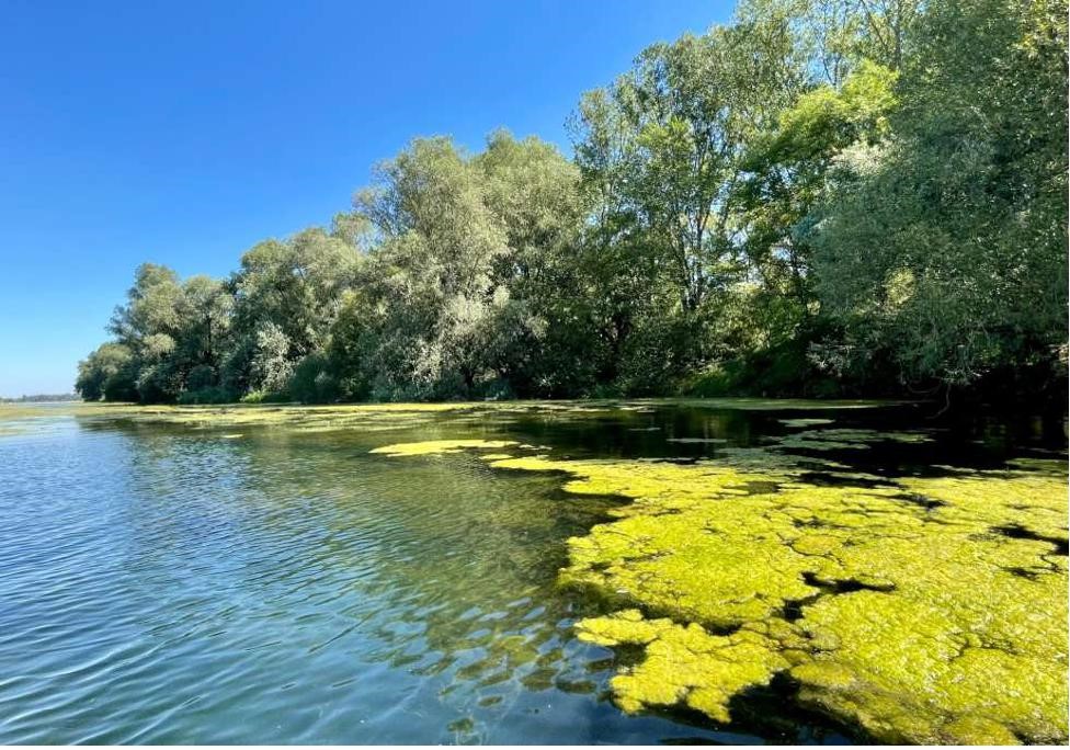 Ein neuer Meilenstein für die Renaturierung des Rheins um den Taubergiessen