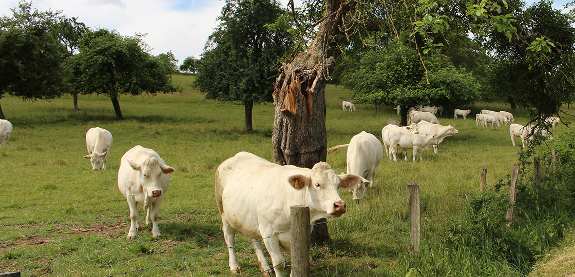 Aufbau und Begleitung der Klimaresilienz in der Tierhaltung am Oberrhein