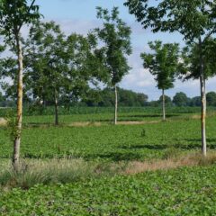 KLIMACrops : Strategien zur Anpassung von Ackerbausystemen an den Klimawandel und deren Beitrag zum Klimaschutz am Oberrhein“