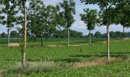 Strategien zur Anpassung von Ackerbausystemen an den Klimawandel und deren Beitrag zum Klimaschutz am Oberrhein“