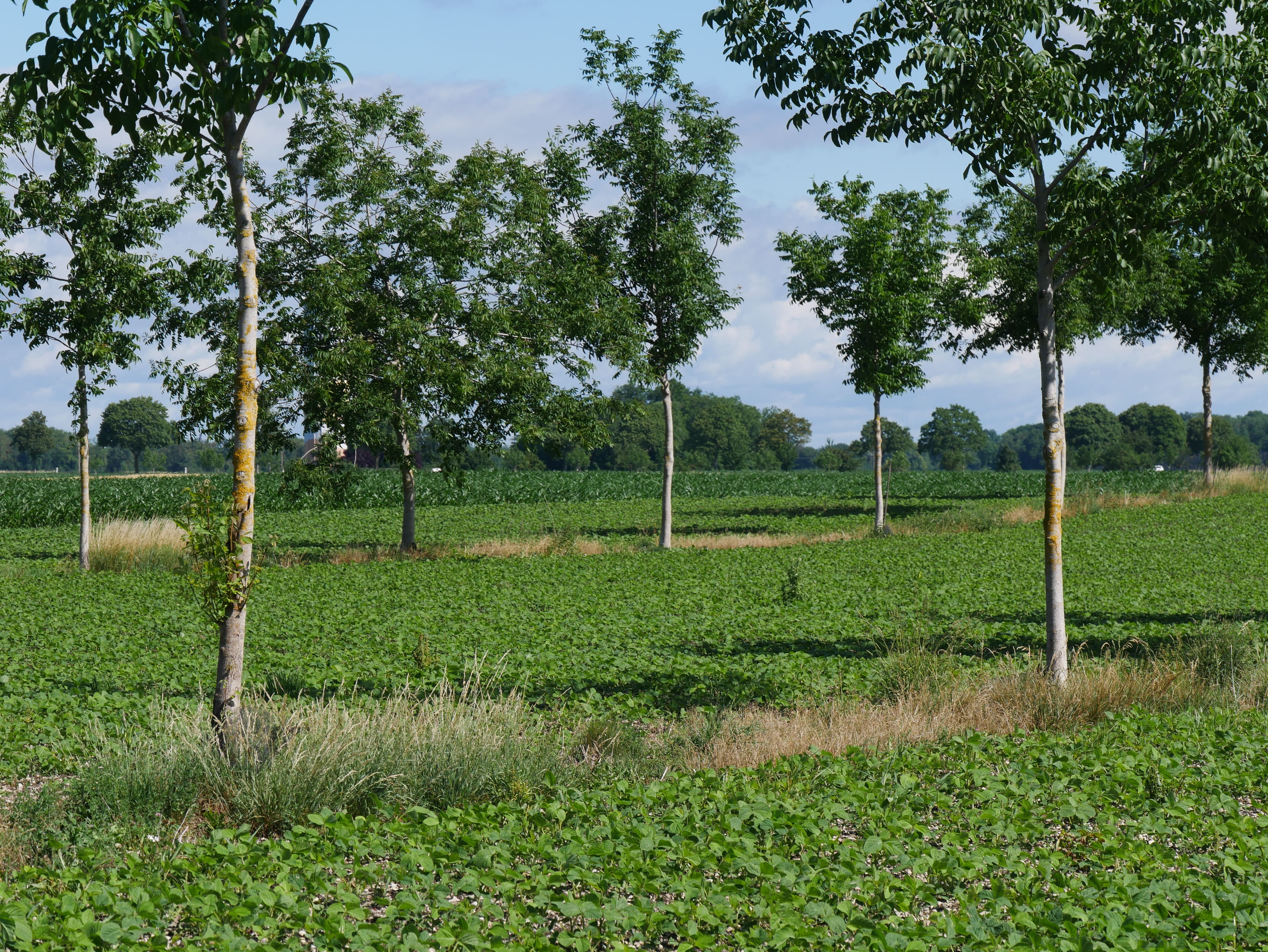 Strategien zur Anpassung von Ackerbausystemen an den Klimawandel und deren Beitrag zum Klimaschutz am Oberrhein“