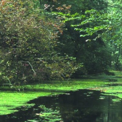 Revitalisierung Taubergießen – Alter Rhein mit neuer Dynamik