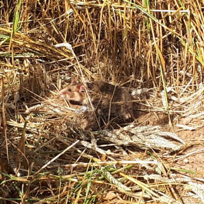 CRICETUS: Schutz des Europäischen Hamsters und der Biodiversität in den Agrarlandschaften des Oberrheins