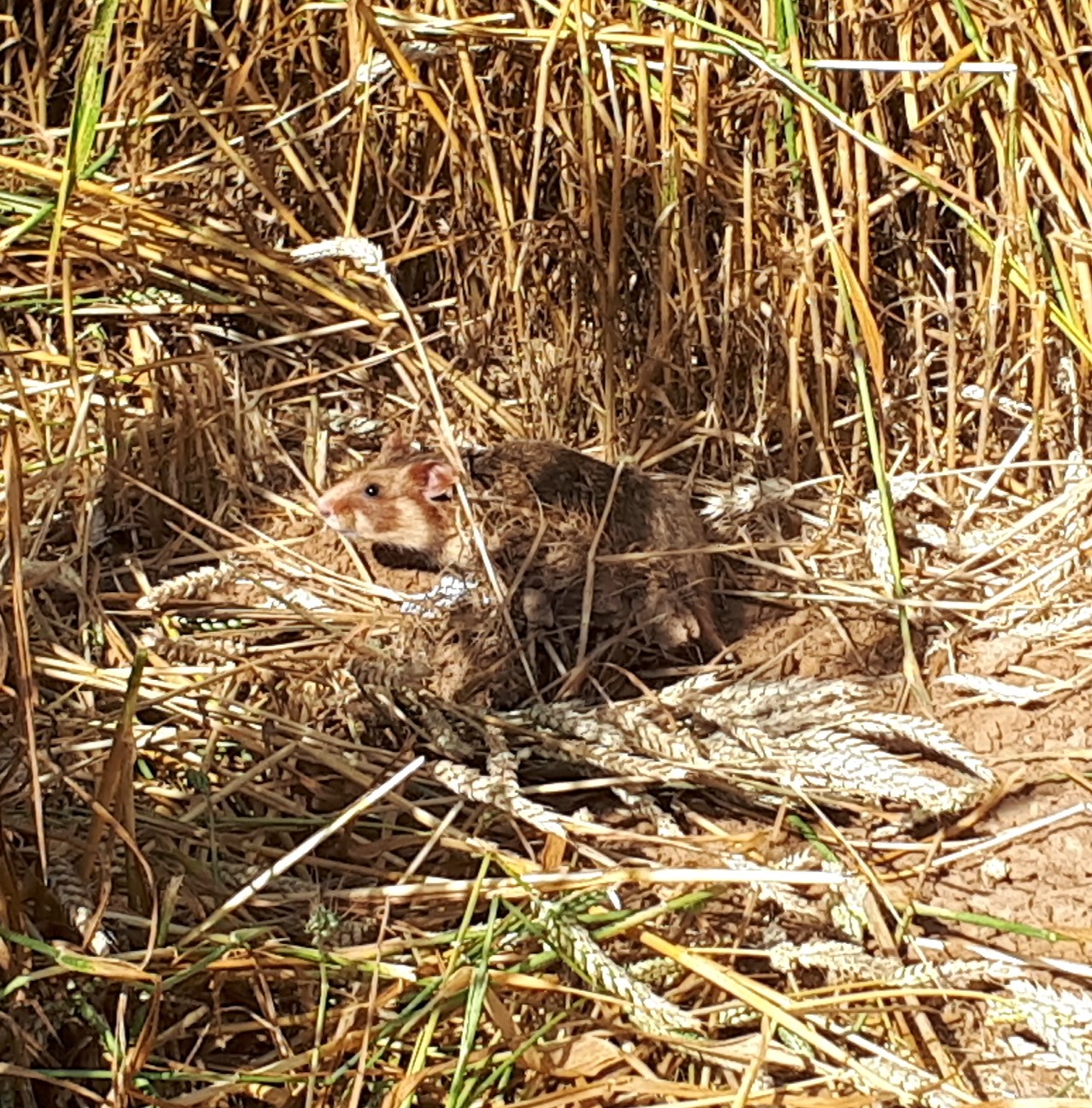 Schutz des Europäischen Hamsters und der Biodiversität in den Agrarlandschaften des Oberrheins