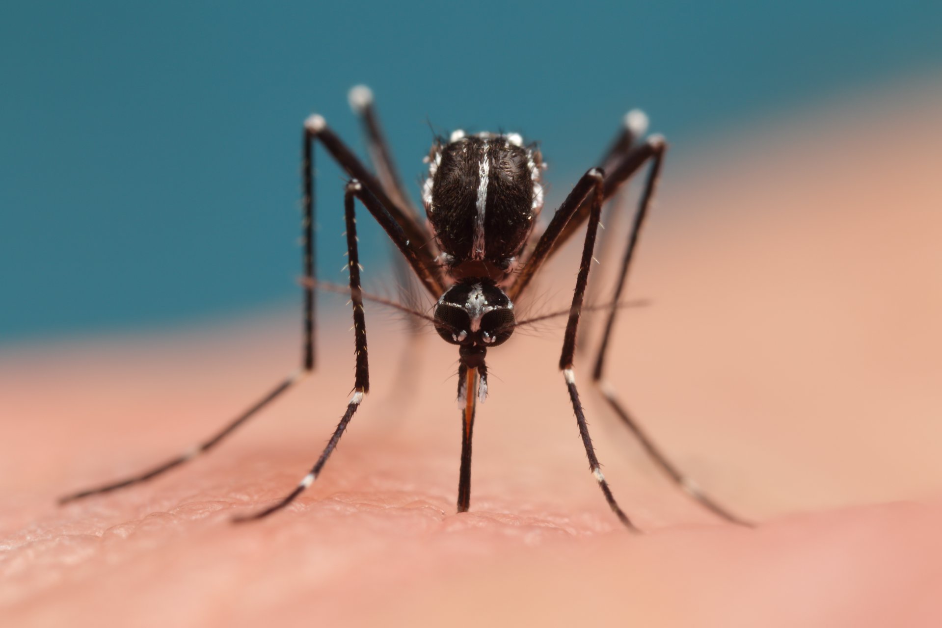 Expertennetzwerk zur Unterstützung der Institutionen, die für die gesundheitlichen Risiken im Zusammenhang mit der Asiatischen Tigermücke zuständig sind