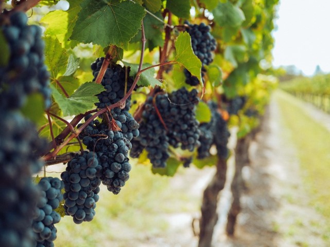 Entwicklung gemeinsamer Instrumente zur Verbesserung der Artenvielfalt in den Weinbergen des Oberrheins
