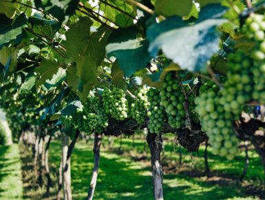 Deutsch-Französischer Master Viticulture & Oenologie FAVO