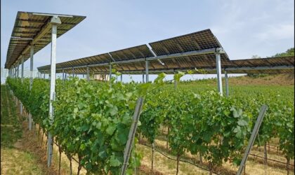 Photovoltaikmodule im Weinbau: eine Antwort auf die Herausforderungen des Klimawandels