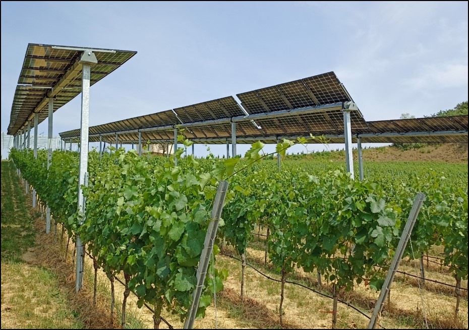 Photovoltaikmodule im Weinbau: eine Antwort auf die Herausforderungen des Klimawandels