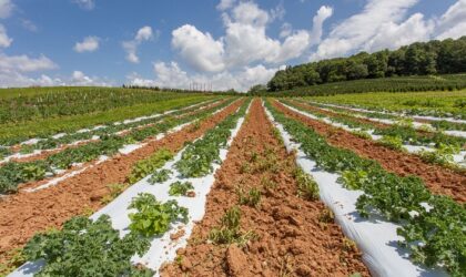 Auf dem Weg zur Reduzierung des Plastikfußabdrucks in der Landwirtschaft