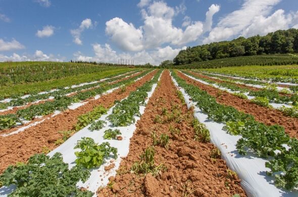 Auf dem Weg zur Reduzierung des Plastikfußabdrucks in der Landwirtschaft