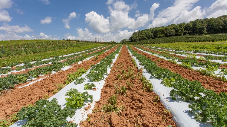 Auf dem Weg zur Reduzierung des Plastikfußabdrucks in der Landwirtschaft