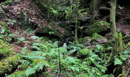 Pfälzerwald und Nordvogesen: innovatives Monitoring zum besseren Schutz von Wäldern, Flüssen und Biodiversität