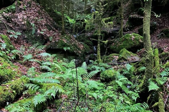 Pfälzerwald und Nordvogesen: innovatives Monitoring zum besseren Schutz von Wäldern, Flüssen und Biodiversität