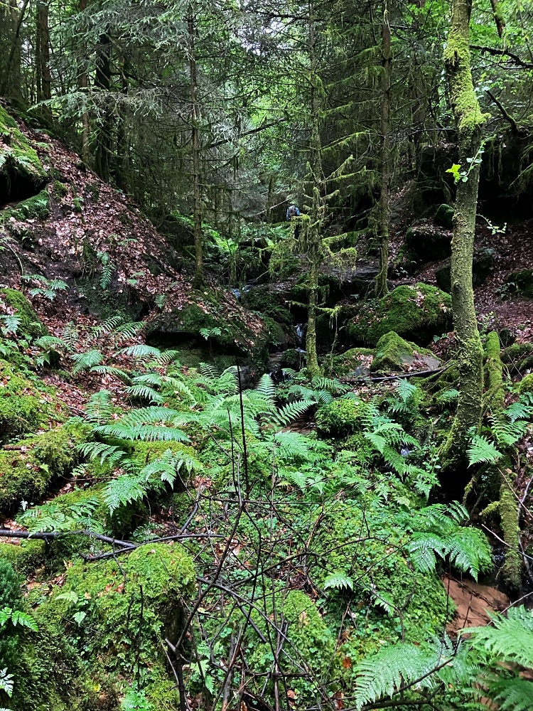 Pfälzerwald und Nordvogesen: innovatives Monitoring zum besseren Schutz von Wäldern, Flüssen und Biodiversität