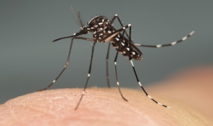 Mobilisierung der Bürgerinnen und Bürger gegen die Ausbreitung invasiver Stechmücken