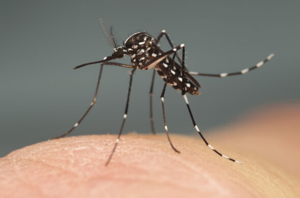 Mobilisierung der Bürgerinnen und Bürger gegen die Ausbreitung invasiver Stechmücken