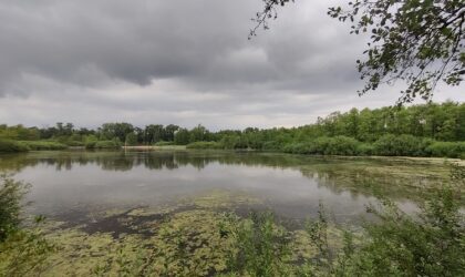 Renaturierung und Resilienz von Feuchtgebieten am Oberrhein