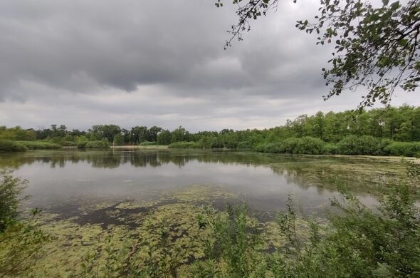 Renaturierung und Resilienz von Feuchtgebieten am Oberrhein